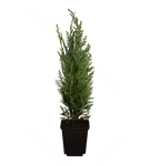 GS349559.png