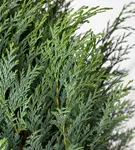 GS408617.jpg