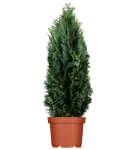 GS408210.png