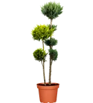 GS420273.png