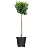 GS420149.png