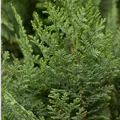 Chamaecyparis lawsoniana 'Columnaris'