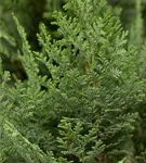 GS426491.jpg