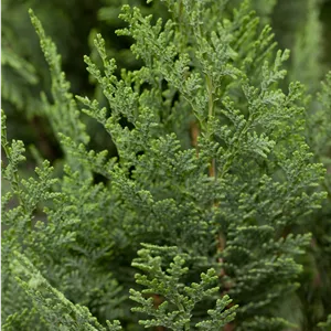 Chamaecyparis laws.'Columnaris'
