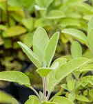 GS763958.jpg