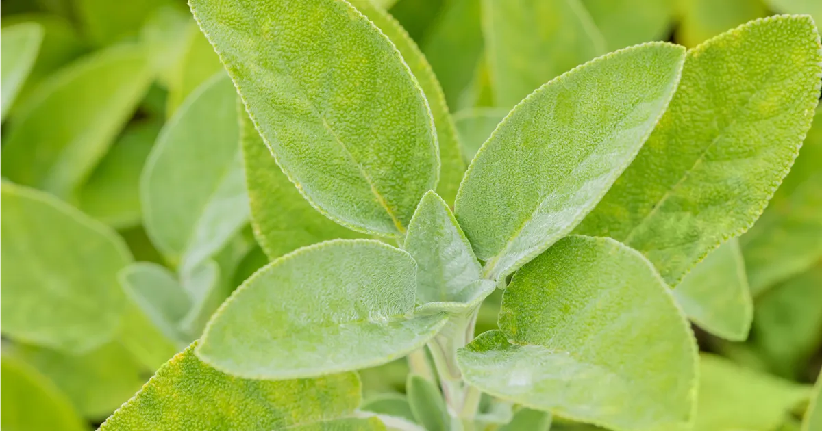 Salvia officinalis 'Berggarten'