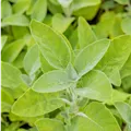 Salvia officinalis 'Berggarten'