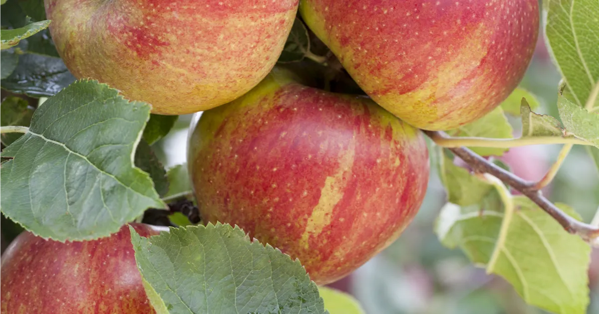 Malus 'Boskoop' CAC