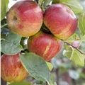 Malus domestica 'Boskoop'