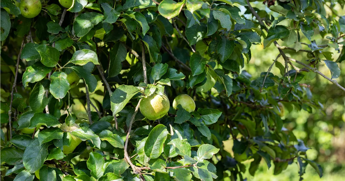 Malus 'Celler Dickstiel' CAC