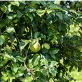 Malus 'Krügers Dickstiel'