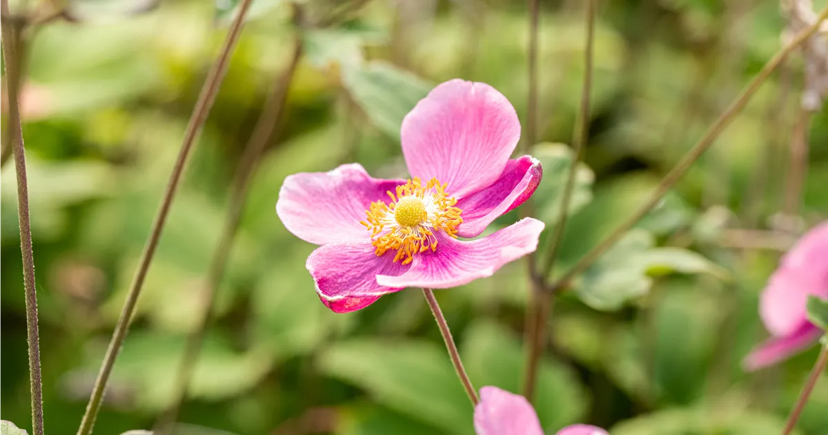 Anemone hupehensis 'Praecox'