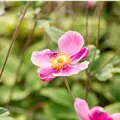 Anemone hupehensis 'Praecox'