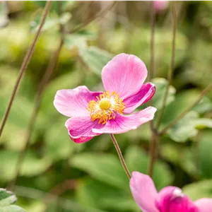 Anemone hupehensis 'Praecox'