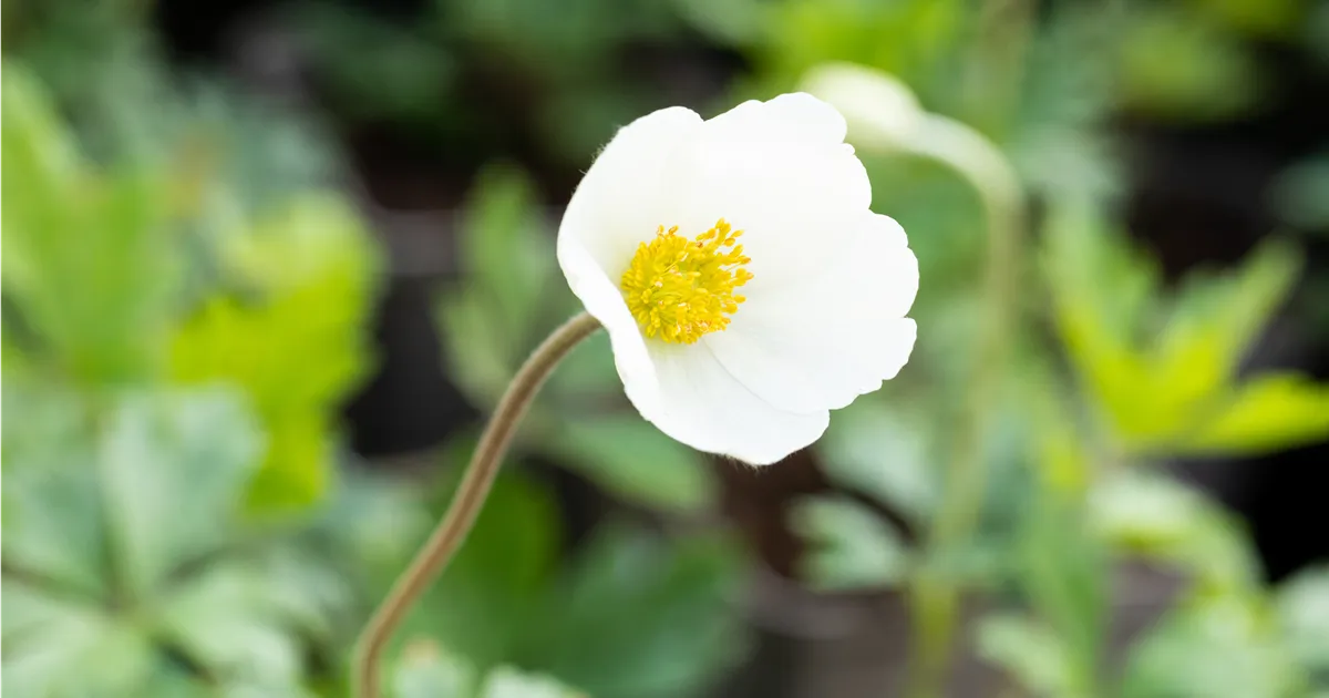 Anemone sylvestris