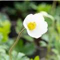 Anemone sylvestris
