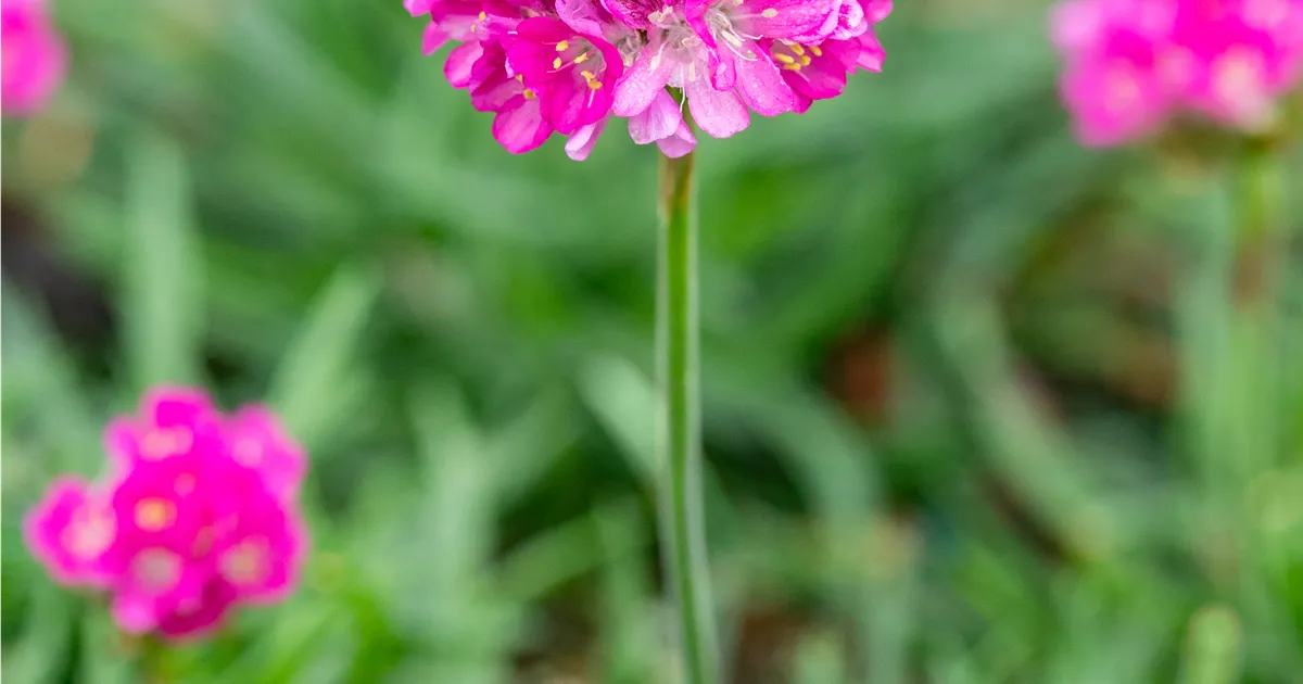 Armeria maritima 'Düsseldorfer Stolz'