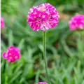 Armeria maritima Düsseldorfer Stolz