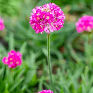 Armeria maritima 'Düsseldorfer Stolz'