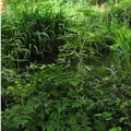 Aruncus dioicus