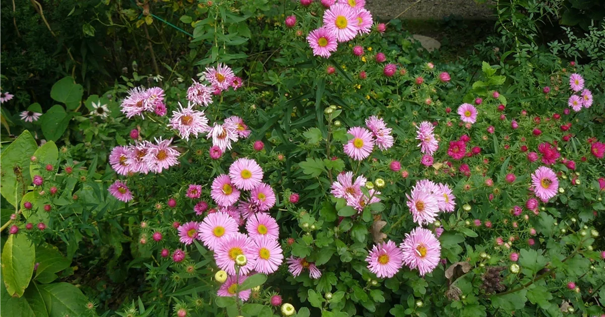 Aster pringlei 'Pink Star'