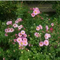 Aster Ochtendgloren en Andenken an Alma Potschke 
