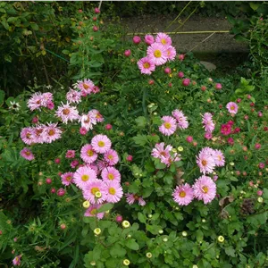 Aster pringlei 'Pink Star'