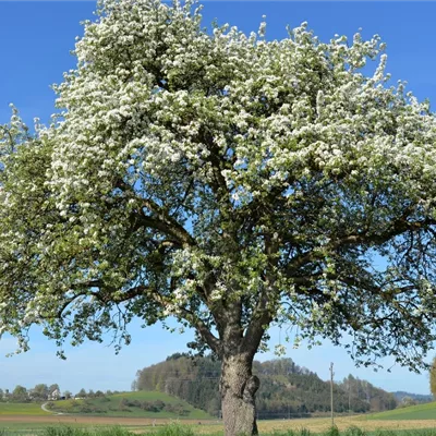 Brossmer-Newsletter 1 / 2018