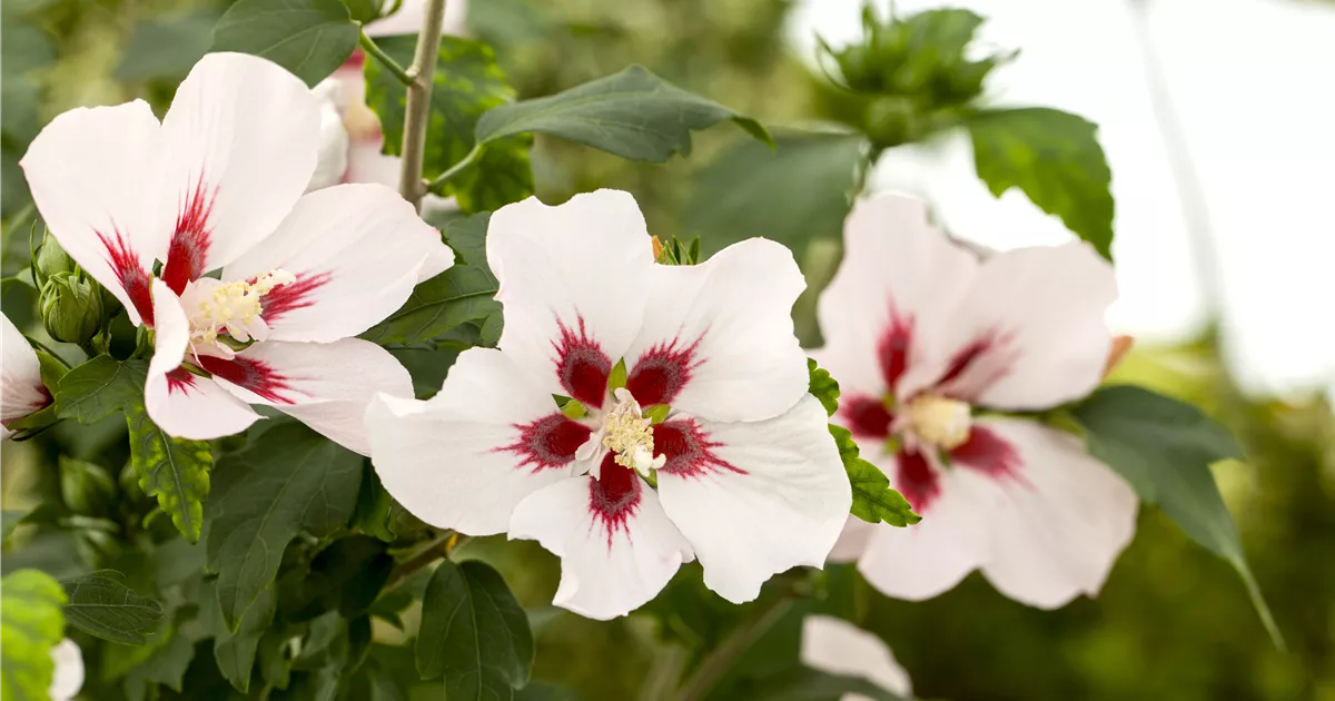 Hibiscus syriacus 'Hamabo'