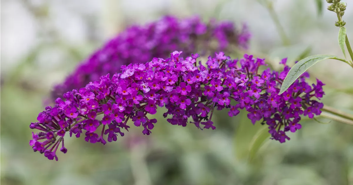 Buddleja davidii 'Royal Red'