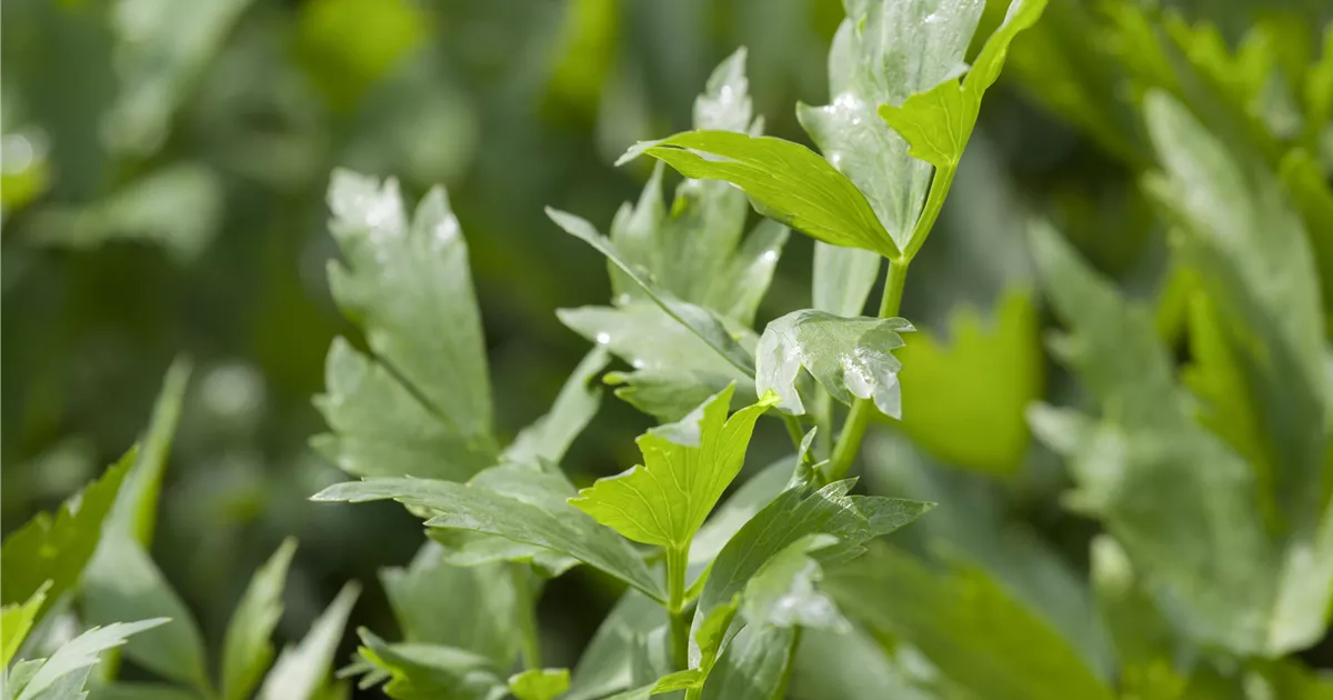 LIEBSTÖCKEL,Levisticum officinale