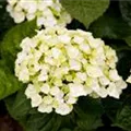 Hydrangea 'Endless Summer'®