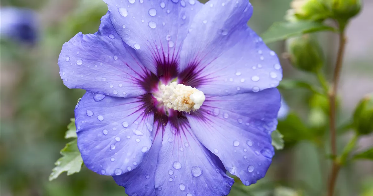 Hibiscus syriacus 'Blue Bird'