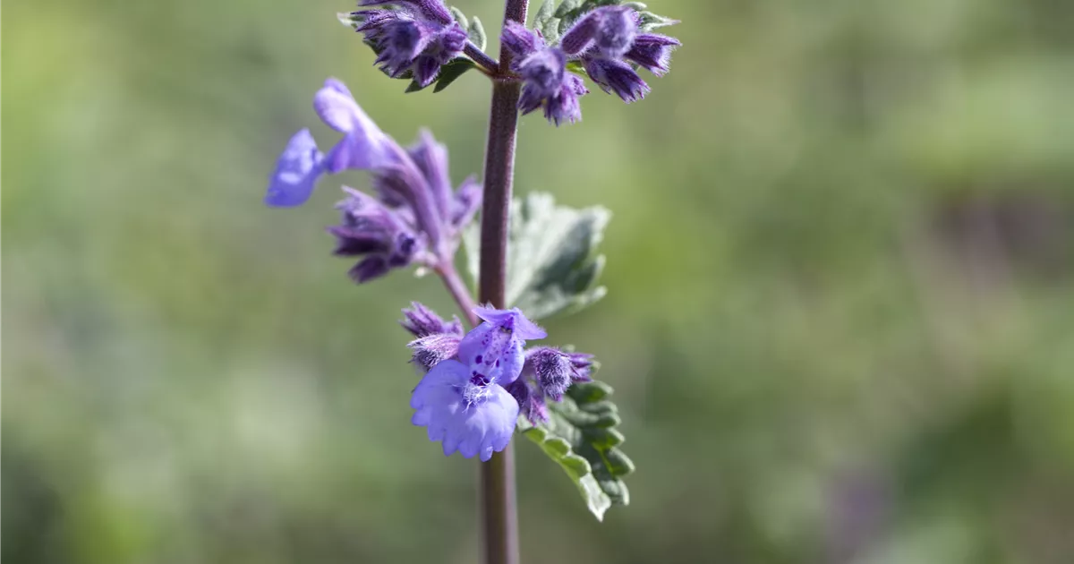 Nepeta x faassenii 'Walker's Low'