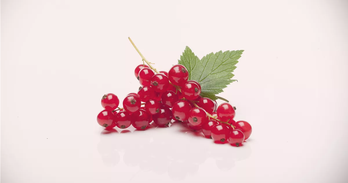 Ribes rubrum 'Rovada' CAC II