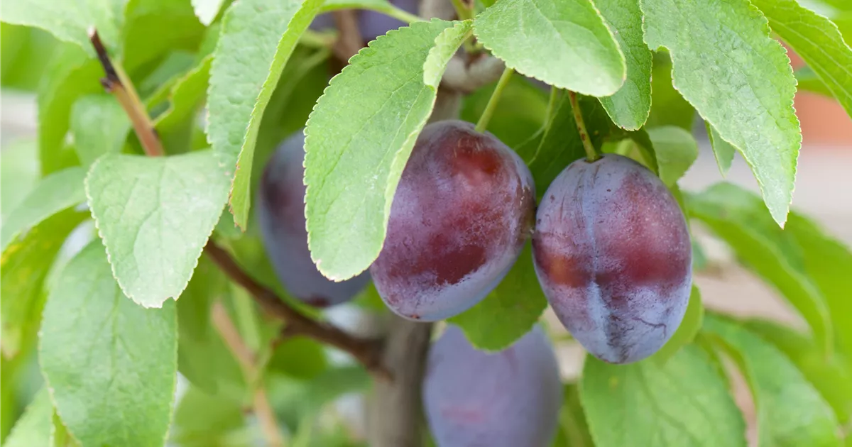 Prunus dom.'Hanita' -S- CAC