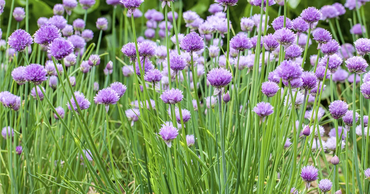 SCHNITTLAUCH,Allium schoenoprasum