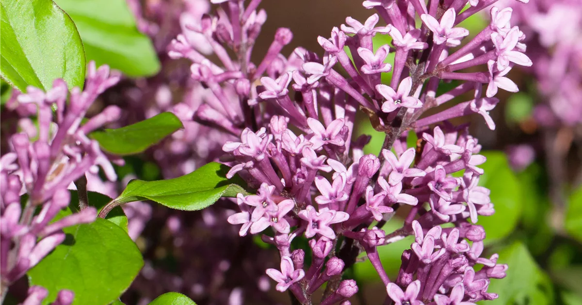 Syringa meyeri 'Palibin'