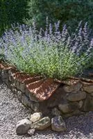 Perovskia atriplicifolia 'Blue Spire'