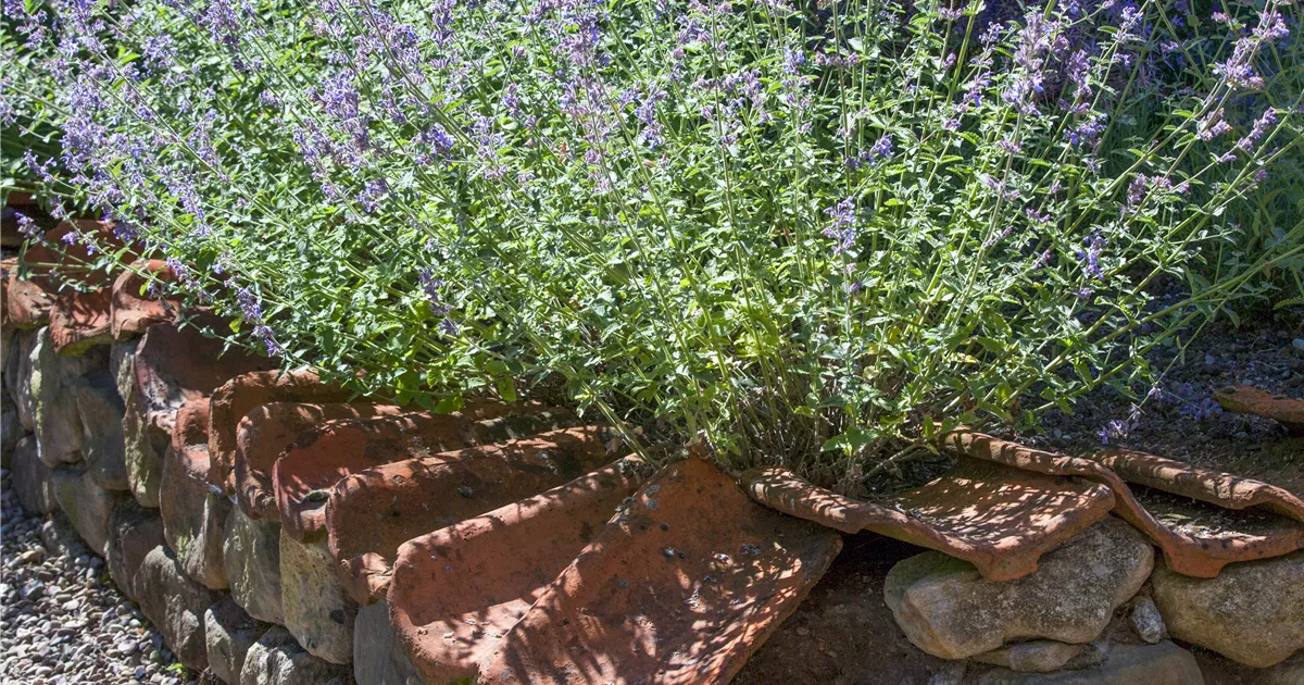 Perovskia atriplicifolia 'Blue Spire'