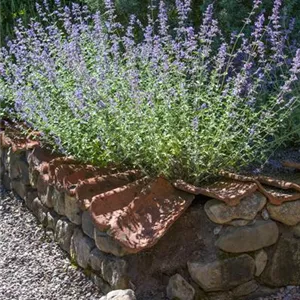 Perovskia atriplicifolia 'Blue Spire'