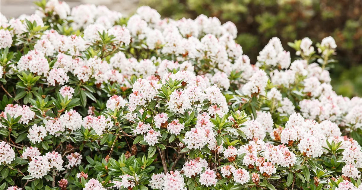 Rhododendron micranthum 'Bloombux' -R-