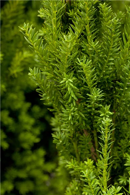 thuja occidentalis malonyana holub Buy Thuja occidentalis 'Malonyana Holub' Miniature Arborvitae — Mr Maple │  Buy Japanese Maple Trees main image 1