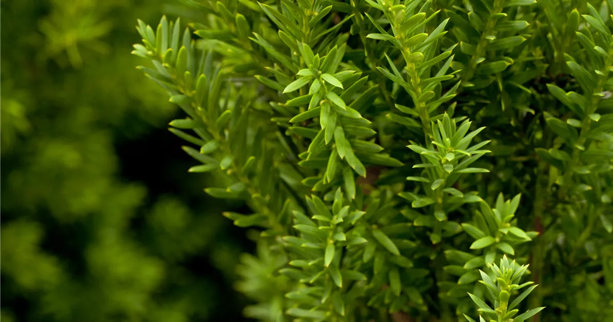 Taxus media 'Hillii', Eibe 'Hillii' - Baumschule & Pflanzenvertrieb Brossmer