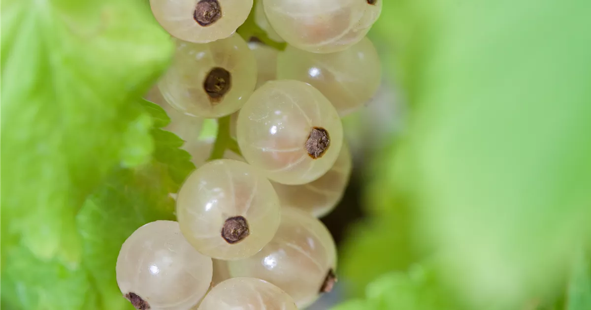 Ribes sativum 'Weiße Versailler' CAC I