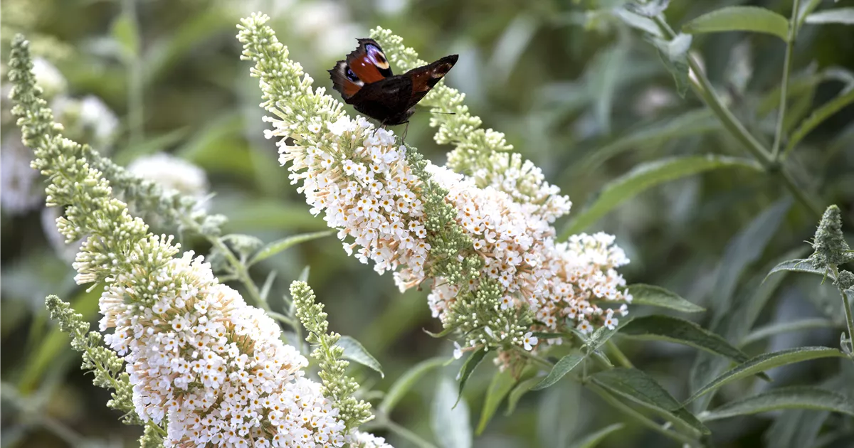 Buddleja davidii 'White Profusion'