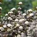 Physocarpus opulifolius 'Diabolo'®