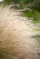 Stipa tenuissima 'Ponytails'