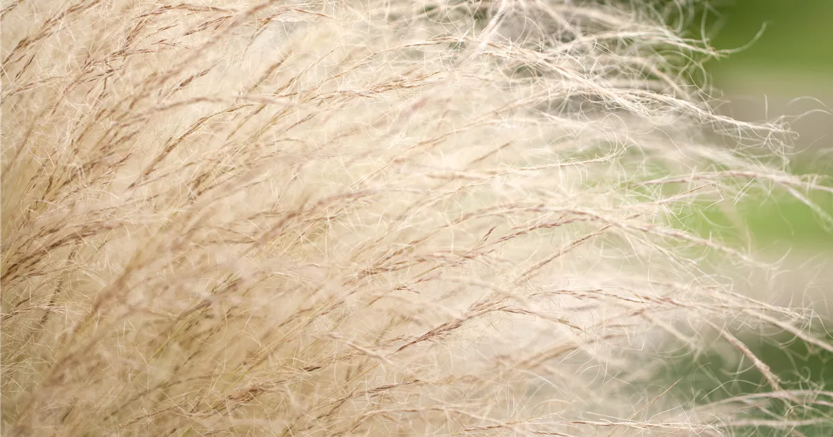 Stipa tenuissima 'Ponytails'