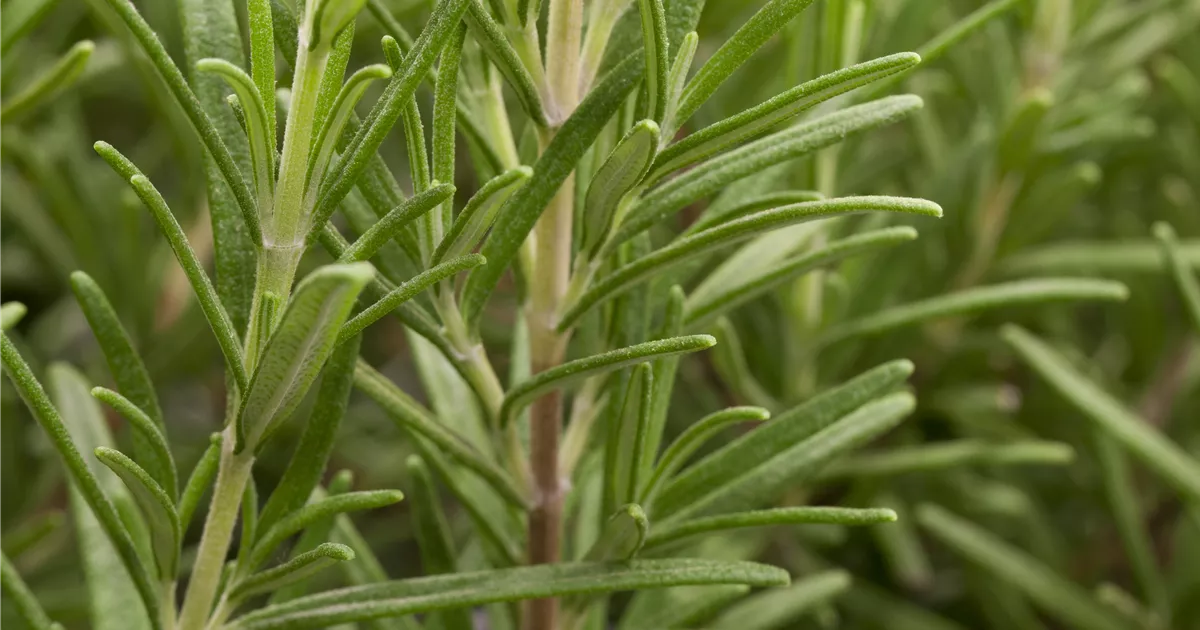 Rosmarinus officinalis